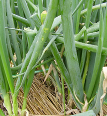 野菜類の画像