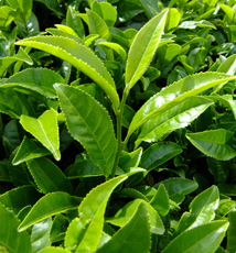 茶樹・シバ類の画像