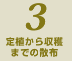 定植から収穫までの散布